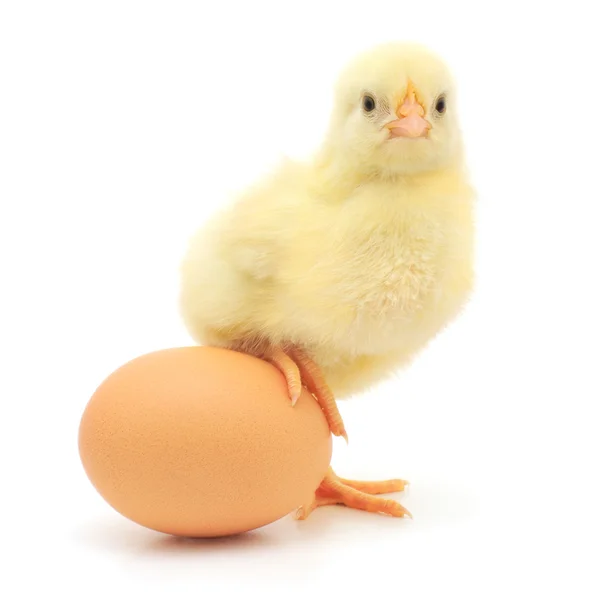 Pollo y huevo — Foto de Stock