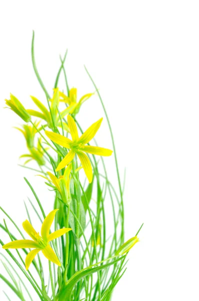 Желтые цветы изолированы — стоковое фото