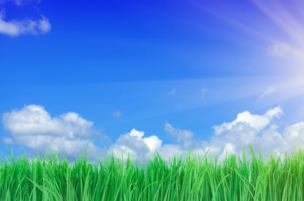 緑の草と青い空 — ストック写真