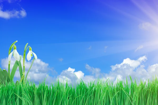 Подснежник, зеленый грасс и голубое небо — стоковое фото