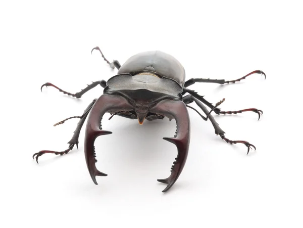 Escaravelho-das-pernas — Fotografia de Stock