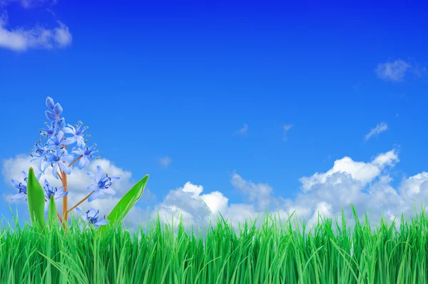 Çiçekler, yeşil çim ve mavi gökyüzü — Stok fotoğraf
