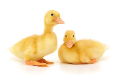 Two ducklings clipart