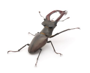 Stag beetle