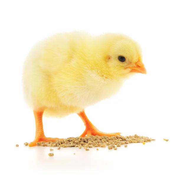 Pikkuinen kana syömässä. — kuvapankkivalokuva