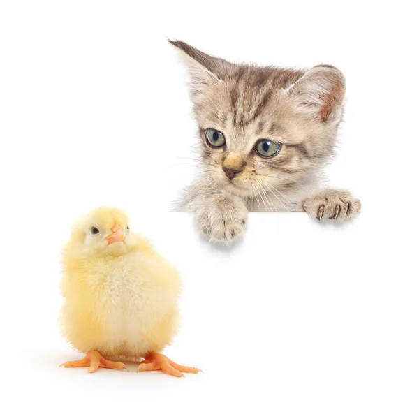 stock image Kitten and chicken