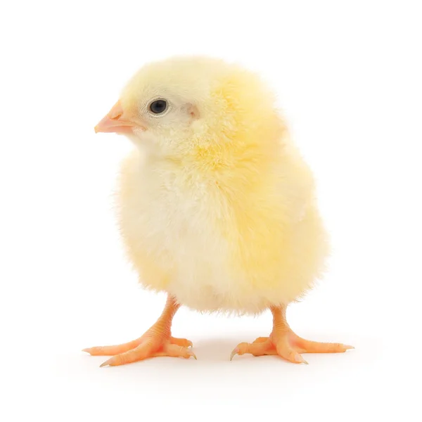 Маленькая курица — стоковое фото