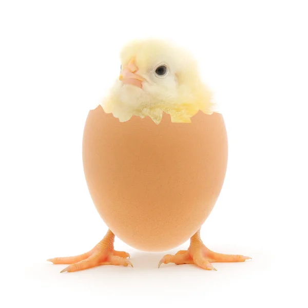 Pollo e un guscio d'uovo — Foto Stock