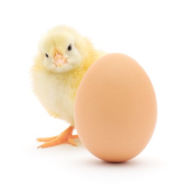 tavuk ve yumurta