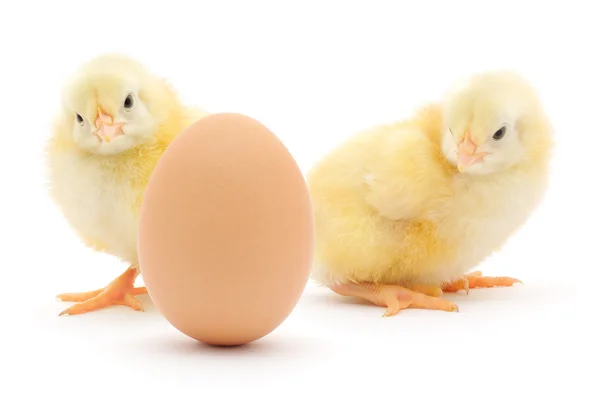 Pollos y huevos —  Fotos de Stock