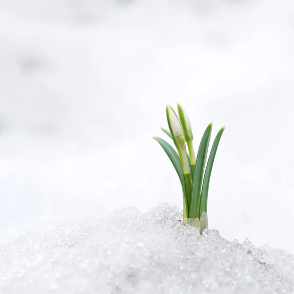 stock image Snowdrop and Snow