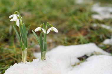 Snowdrop and Snow clipart