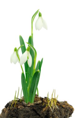 Kardelen (Galanthus nivalis) beyaz arka plan üzerinde