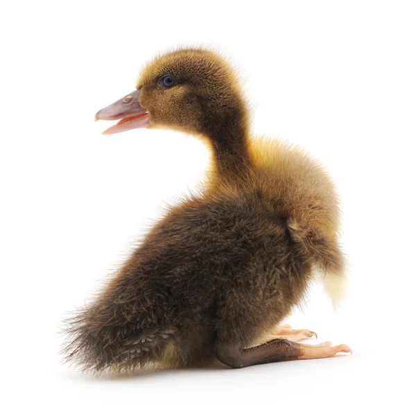 Bir ördek yavrusu — Stok fotoğraf