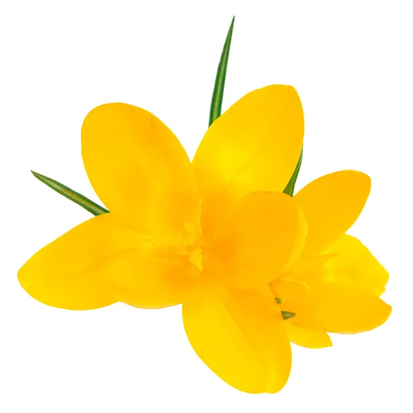 Желтый крокус — стоковое фото