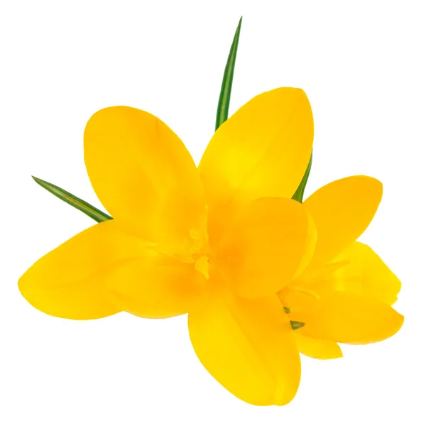 Crocus amarelo — Fotografia de Stock