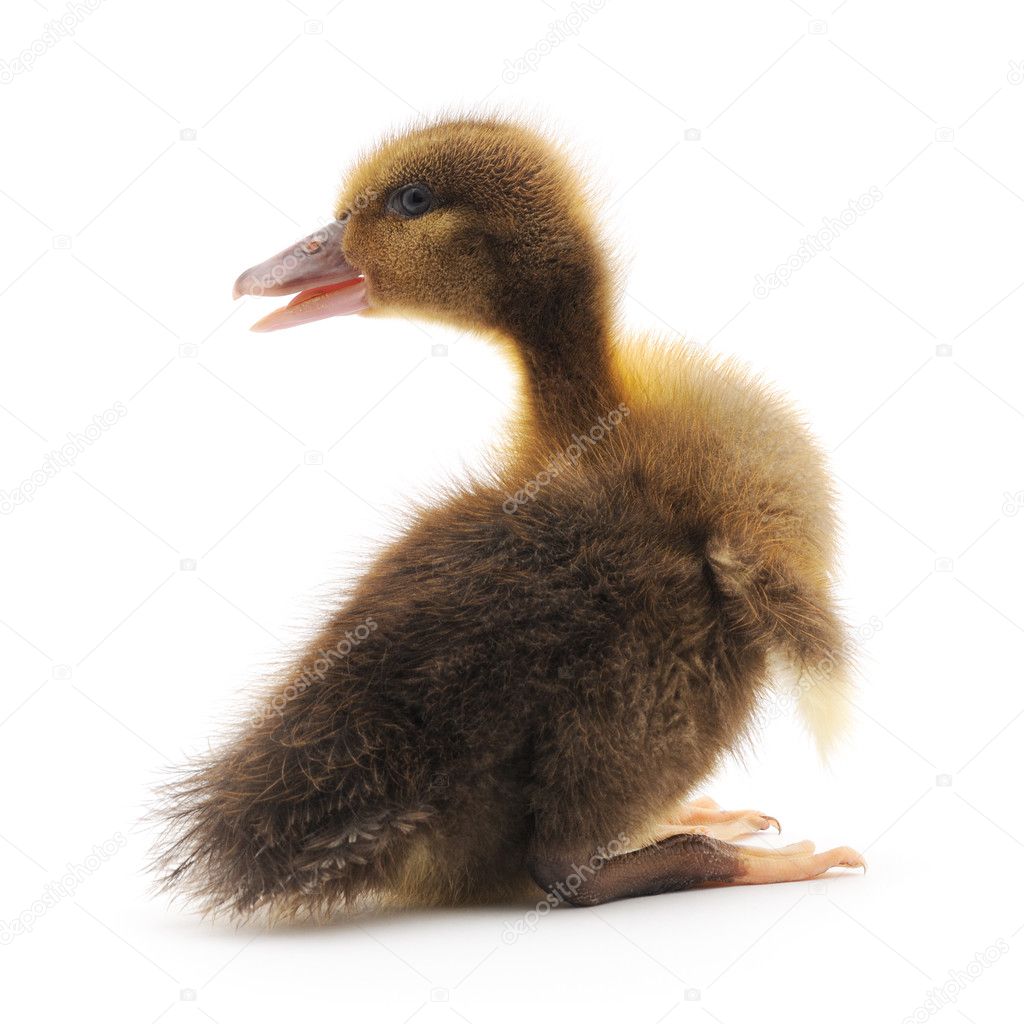 One duckling