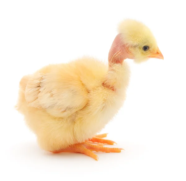 Маленькая курица — стоковое фото
