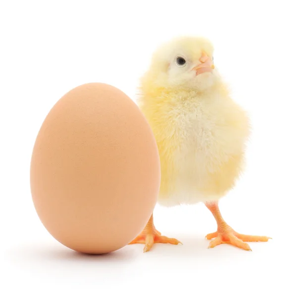 Kurczaka i jaj — Zdjęcie stockowe
