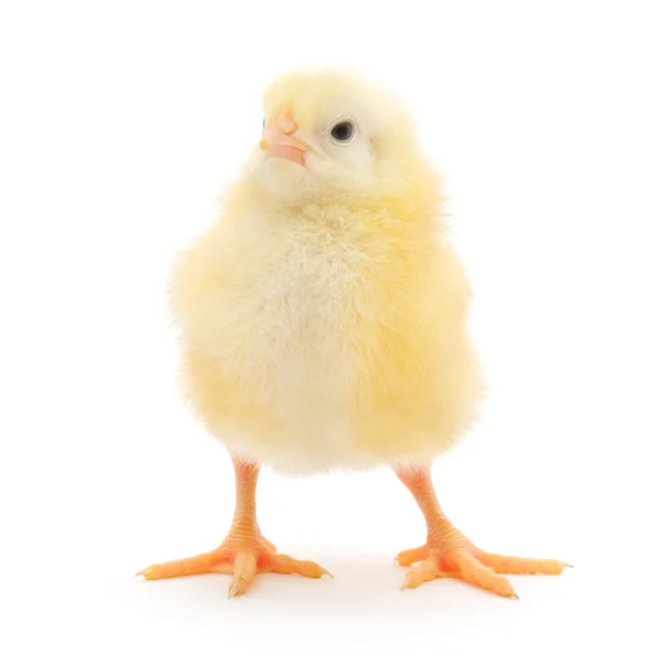 Pollo piccolo — Foto Stock