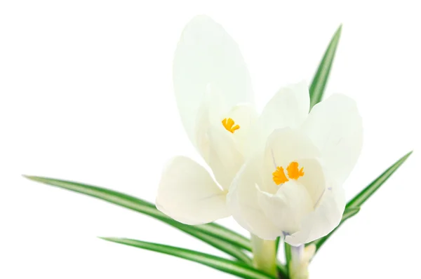 stock image White crocuses