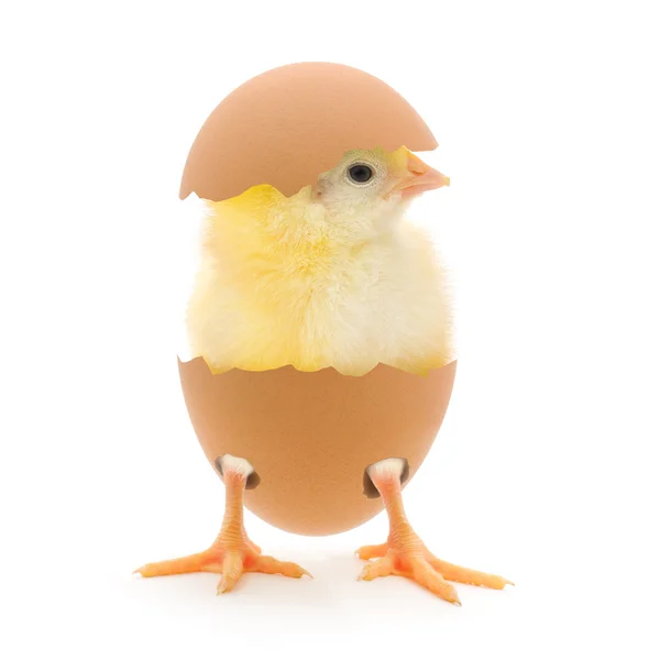 Frango e uma concha de ovo — Fotografia de Stock