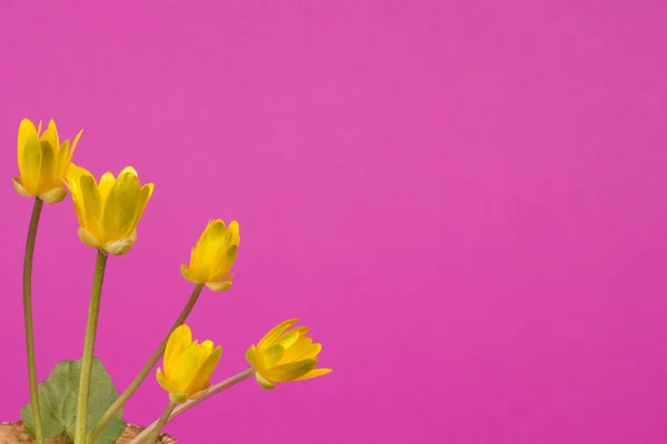Fiori giallo primavera — Foto Stock