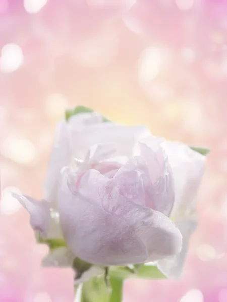 Świeże róża — Zdjęcie stockowe