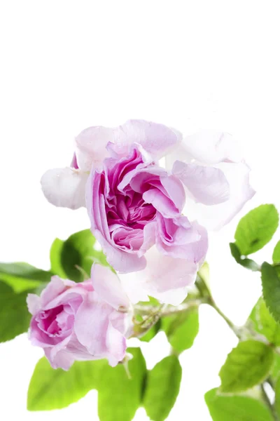 Färska rose — Stockfoto