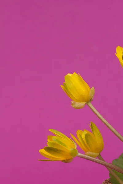 Primavera flores amarillas — Foto de Stock