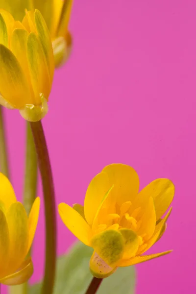Printemps fleurs jaunes — Photo