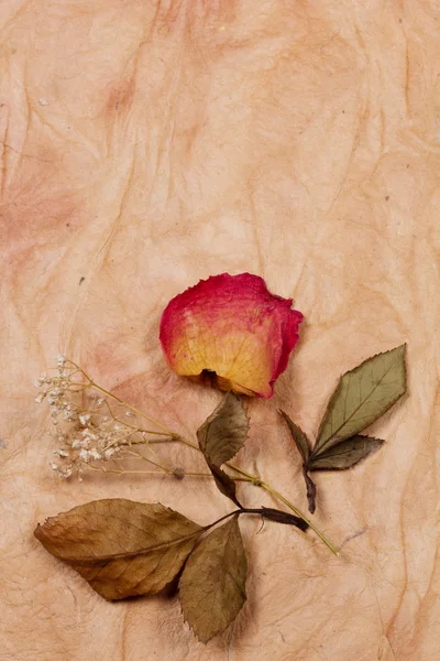 Strauß getrockneter Blumen — Stockfoto