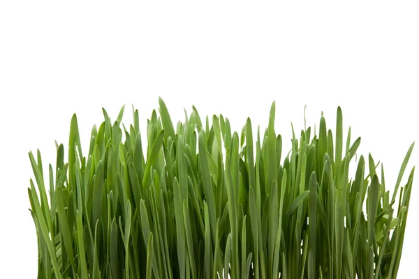 Grönt gräs Royaltyfria Stockfoton