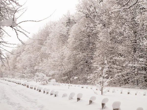 stock image Winter Landscape