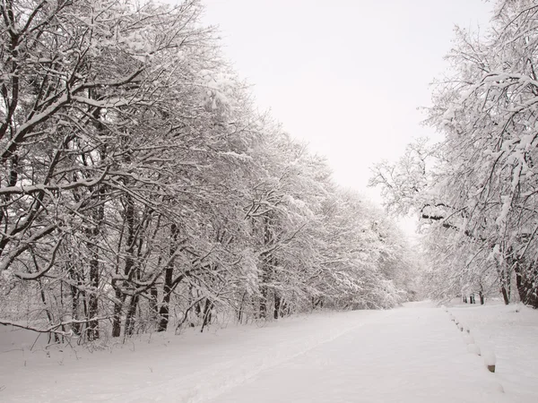 stock image Winter Landscape