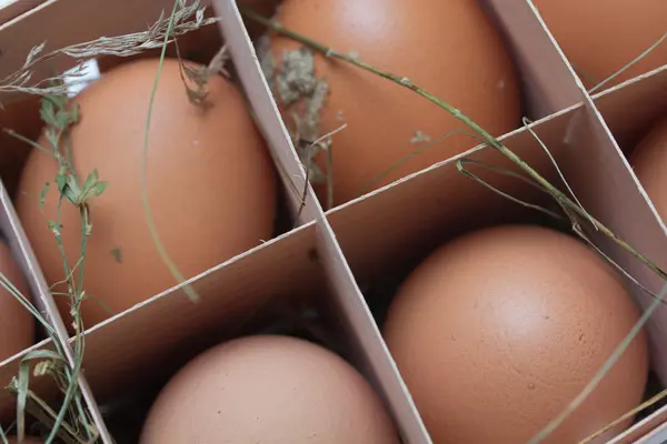 Friss tojás — Stock Fotó