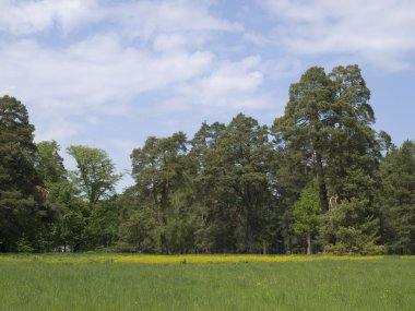 gökyüzü, çayır, yaşlı ağaçlarda güneş günü