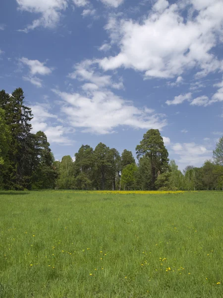 stock image Sky, meadow, old trees in a sun day