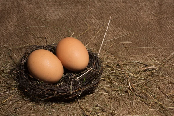 Fészekben lévő tojások — Stock Fotó
