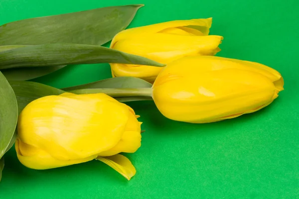 Φρέσκα κίτρινο τουλίπες — Φωτογραφία Αρχείου