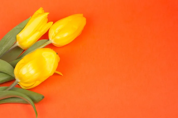 Tulipanes amarillos frescos —  Fotos de Stock