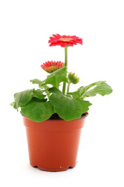 kırmızı gerbera