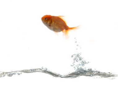 Pets fish on water clipart