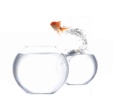 Jumping goldfish clipart