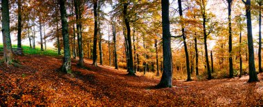 Panorama of autumn forest clipart