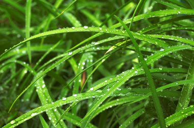 Dew on grass clipart