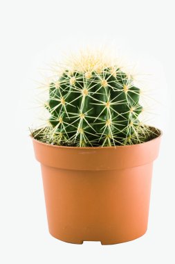 Cactus clipart