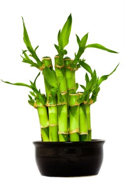 Green bamboo clipart