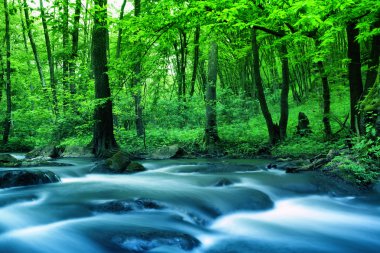 River in forest clipart