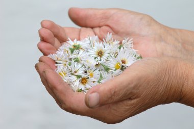 içinde belgili tanımlık palmiye beyaz çiçekler